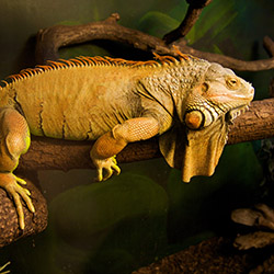 Iguana_250x250