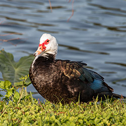 MuscovyDuck_250x250