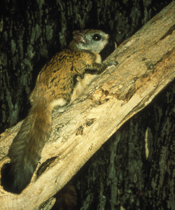 flying squirrel