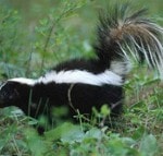 Skunk_200x143 As a service we have provided you this image for COMPING purposes ONLY.
To purchase a larger version of this image, search for the 6-character Image Name at:
www.painetworks.com
Search for the 6-character Image Name at the above website, then click on the Price link next to the thumbnail image.
Note: If the original Image Name has been changed, open the image in Photoshop.
Go to File:File Info:Section:Keywords
The Image Name will be the top keyword.
sales@painetworks.com
tel: (701) 947-5932
tel: (888) 966-5932
fax: (701) 947-5933