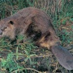 beaver_200x156 beaver_200x156