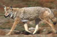 Coyote Control Coyote Control