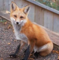 Fox Control Fox Control