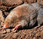 mole_200x137 mole in dirt