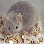 mouse_150x150 small mouse on pellets