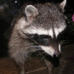 raccoon_150x150 raccoon_150x150