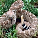 rattlesnake_150x150 rattlesnake_150x150