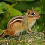 Chipmunk_250x250 chipmunk on a rock
