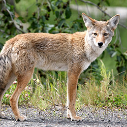 Coyote_250x250 Coyote standing on gravel