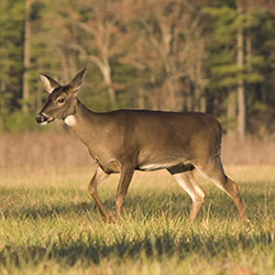 Deer Control Deer Control