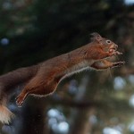FlyingSquirrel_250x250 flying squirrel jumping