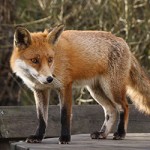 Fox_250x250 fox on a bench