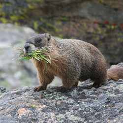 Marmot Control Marmot Control