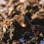 Mole_250x250 mole in the ground