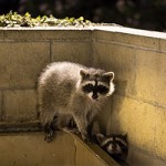 Raccoon_2_250x250 raccoons in the corner