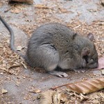 Rat_250x250 rat outside