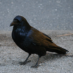Raven Control Raven Control