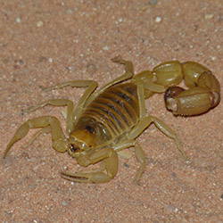 Scorpion Control Scorpion Control