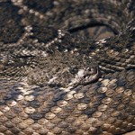 Snake_250x250 curled up snake