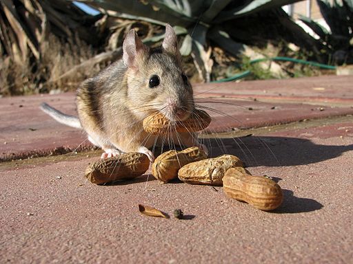 Pack Rat Control Pack Rat Control