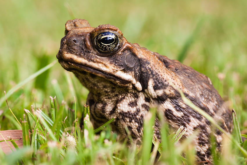 Cane Toad Control Cane Toad Control