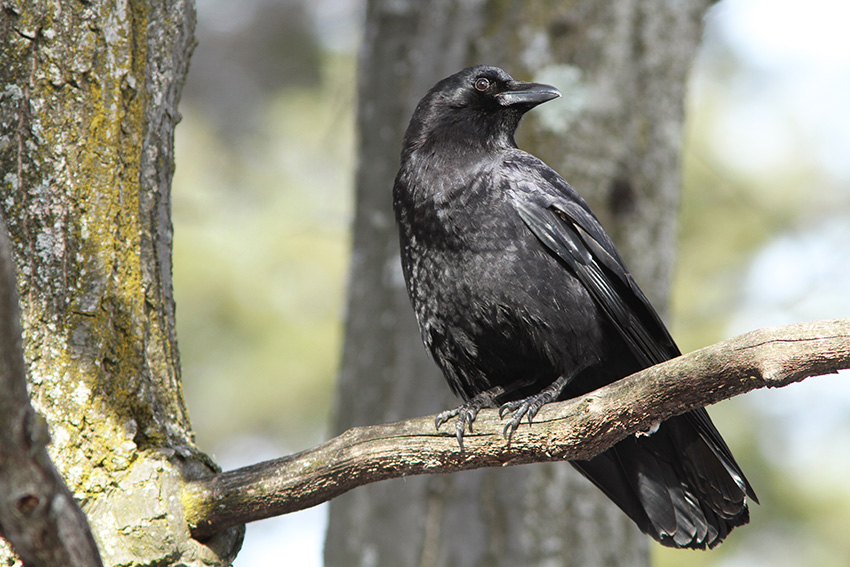Crow Control Crow Control