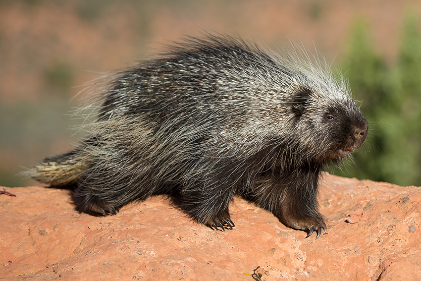 Porcupine Control Porcupine Control