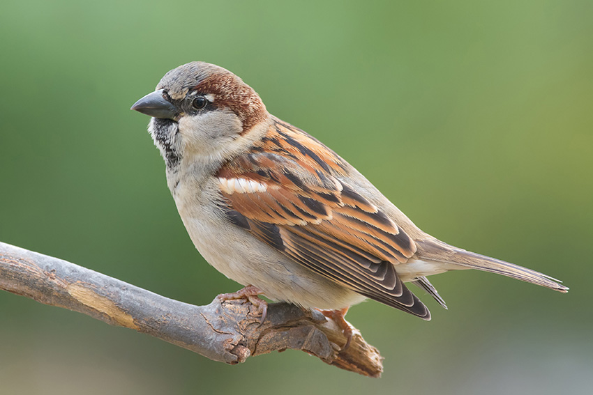 Sparrow Control Sparrow Control