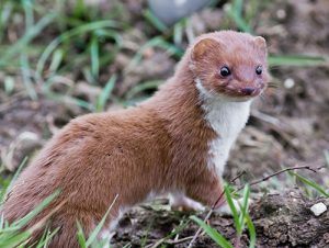 weasel mink zealand least facts weasels animal invasive vs predators control predator live services nivalis mustela lives wildlife removal use