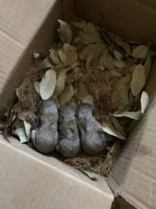 rescued baby squrirels chimney dallas