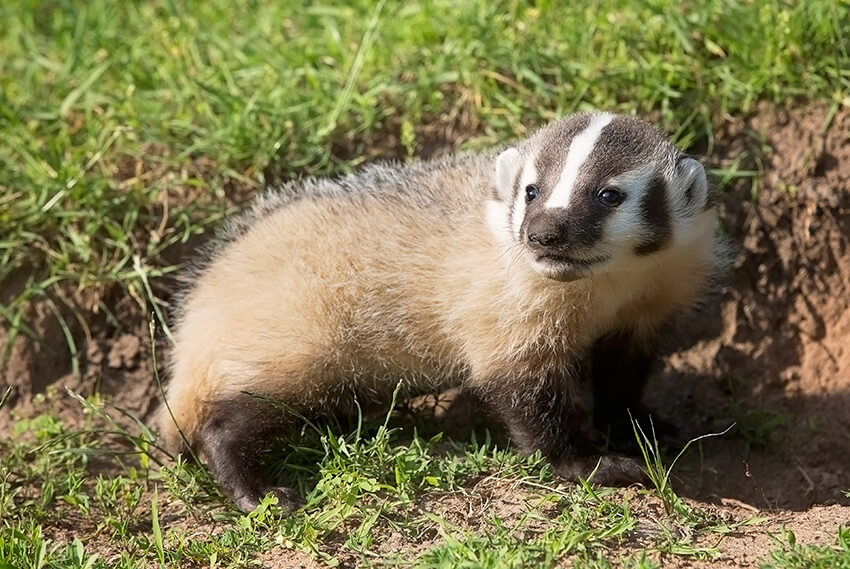 Badger in a yard