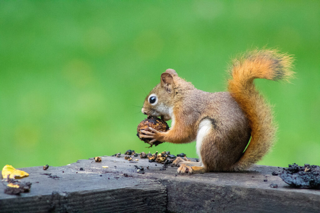 Squirrel eating