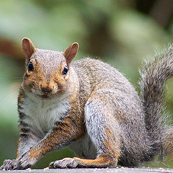 Squirrel hunched over fence