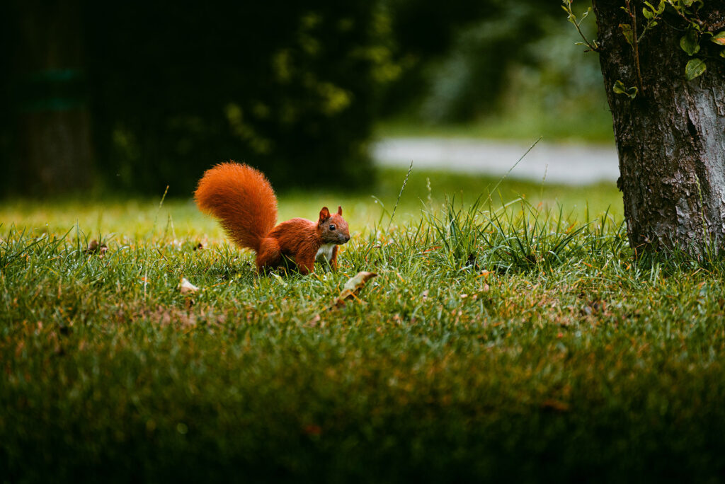 Squirrel in the yard