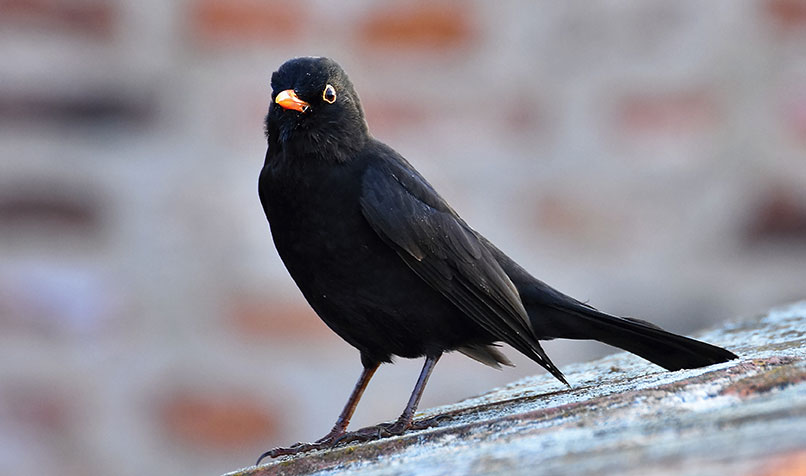 Blackbird in a yard