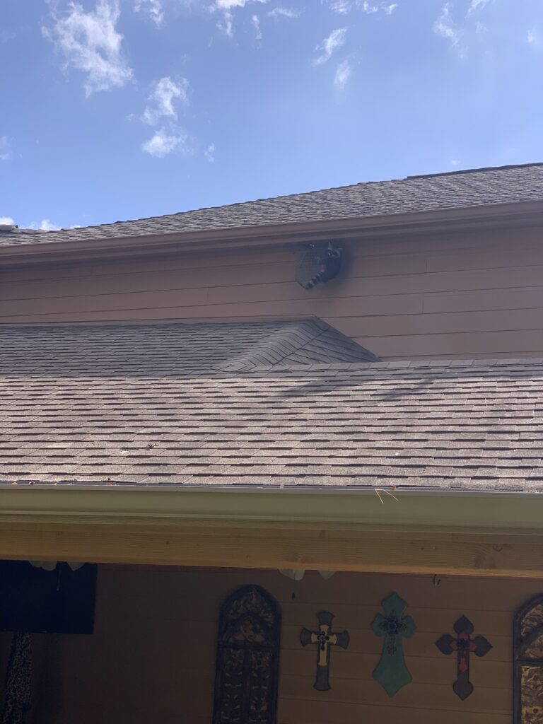 Raccoon on Roof San Antoion