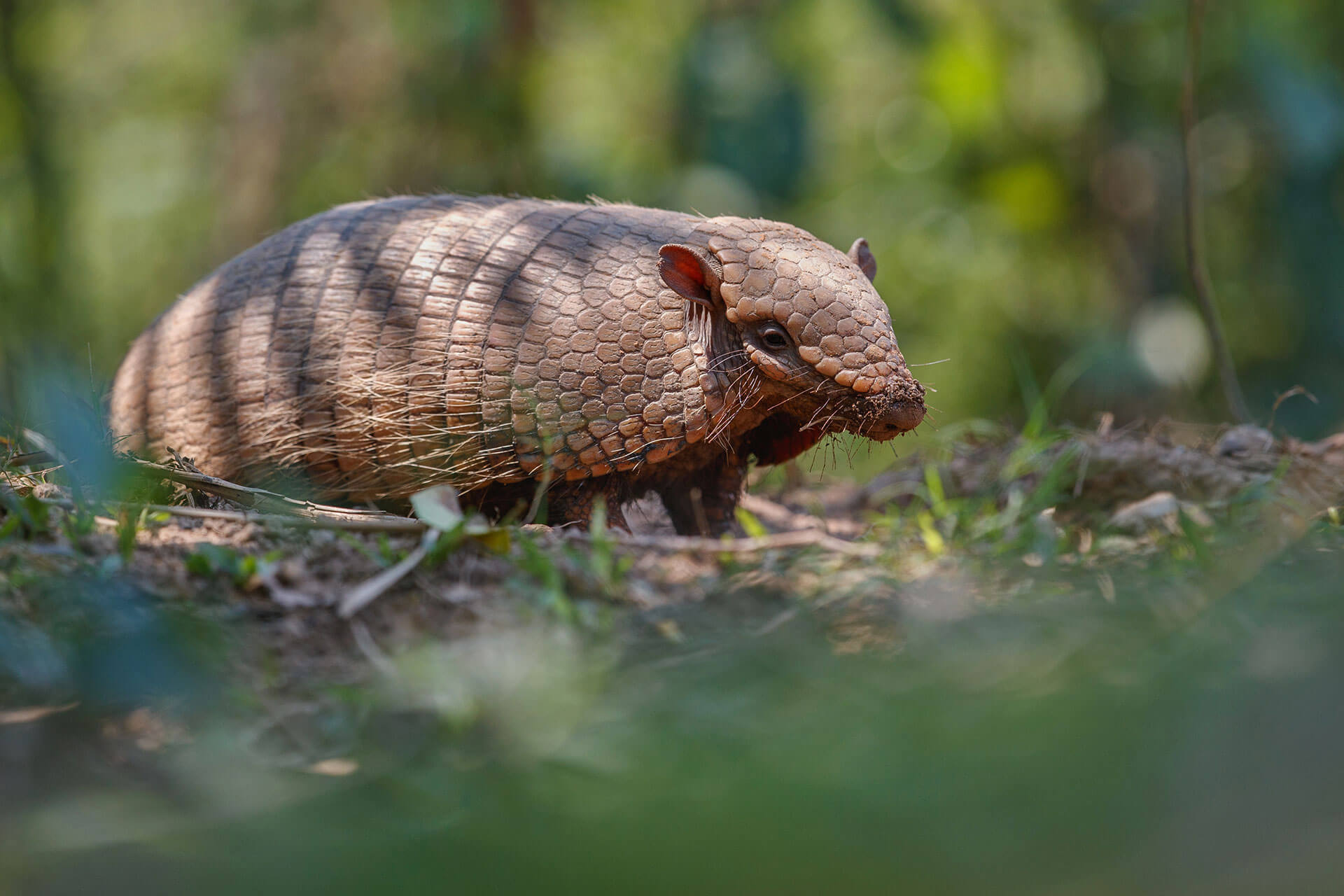 Armadillo Removal - Are Armadillos Dangerous?- Trutech Wildlife Service Armadillo Removal - Are Armadillos Dangerous?- Trutech Wildlife Service