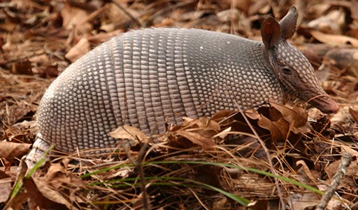 Armadillo in a yard