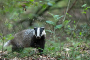 Badger in a yard