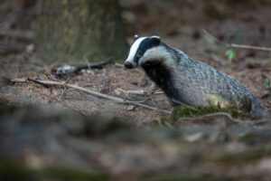 Badger in a forest