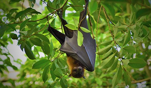 Bat in a tree