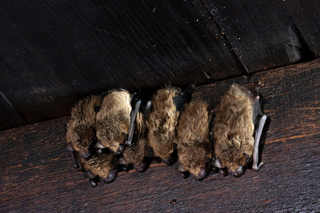 Family of bats in an attic