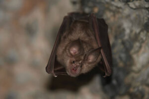 Bat hanging upside down