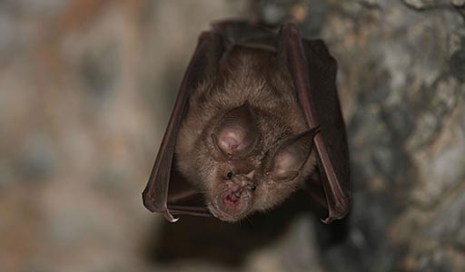 Bat hanging upside down