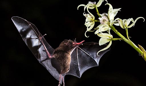 Bat getting nectar