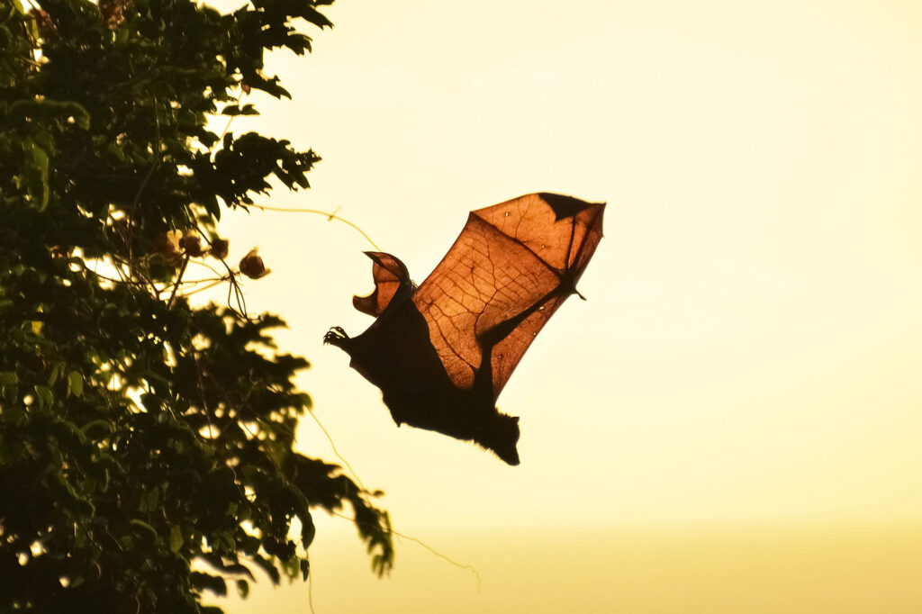 Bat flying out of a tree