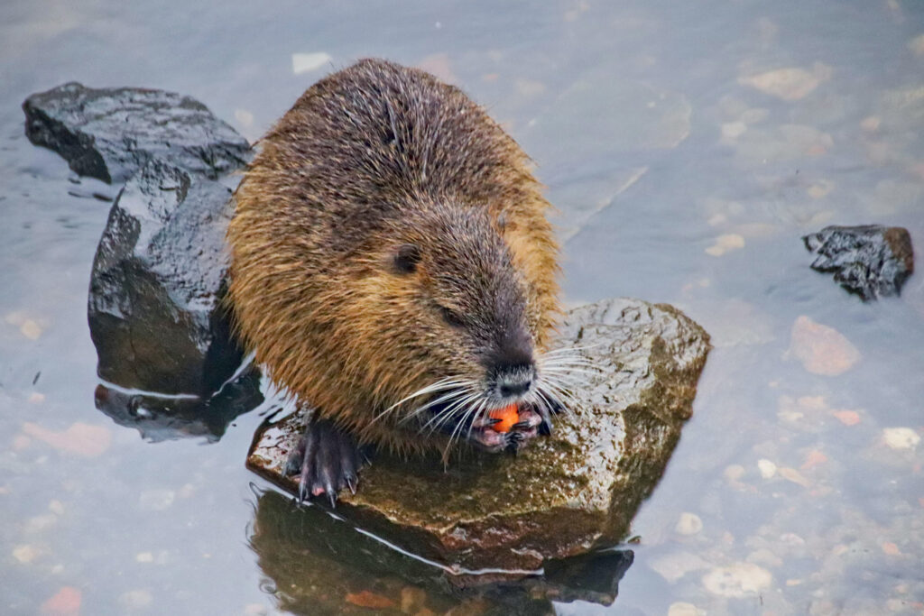 Beaver eating on a rock