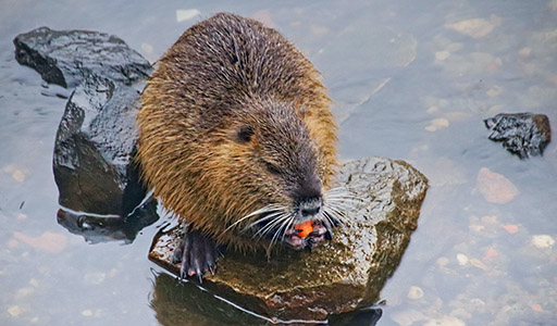Beaver eating on a rock