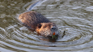 Beaver in the water