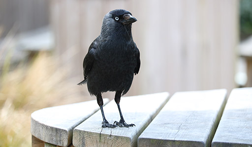 Black bird on a table